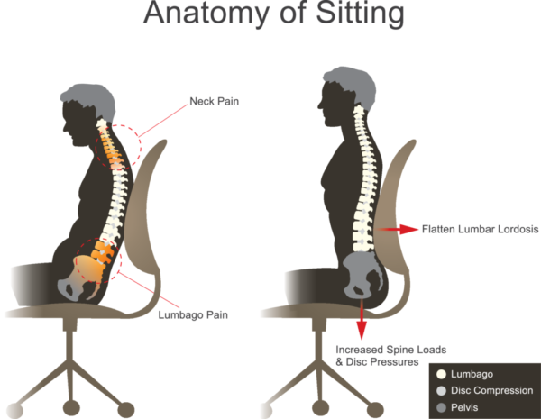 image of Anatomy of Sitting from article "Flexibility Training for Beginners to improve posture"
