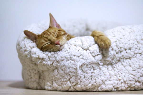 sleeping cat demonstrating the importance of sleep from article The Best 7 Scientific and sustainable weight loss tips